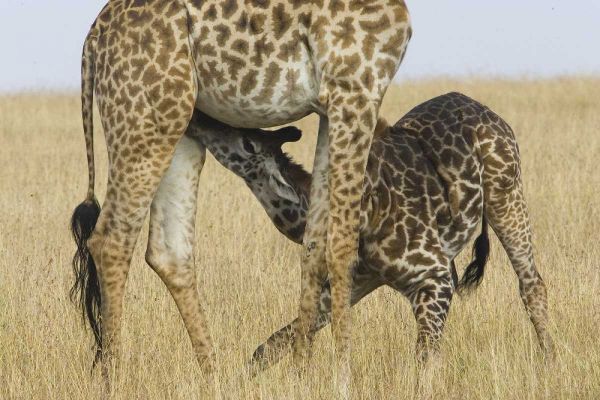 Kenya, Masai Mara Baby Masai giraffe nursing